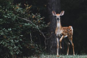 startled fawn